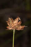 Ware's hairsedge